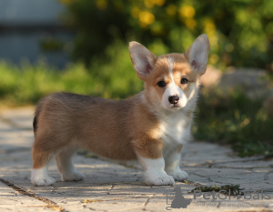 Additional photos: Welsh Corgi Pembroke puppies