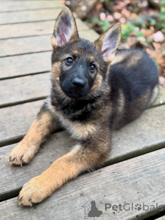 Photo №2 to announcement № 163586 for the sale of german shepherd - buy in Germany breeder