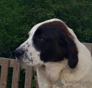 Photo №2 to announcement № 142286 for the sale of central asian shepherd dog - buy in Serbia 