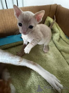 Photo №3. Pedigree Cornish Rex Kittens. Montenegro