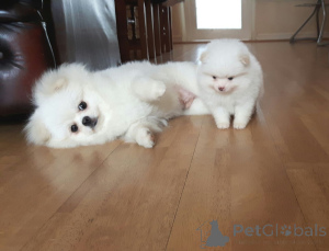 Photo №1. pomeranian - for sale in the city of Vancouver | 1032$ | Announcement № 158985