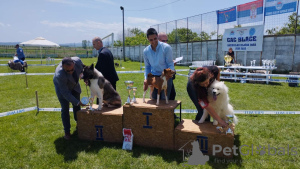 Additional photos: Basenji puppies for sale