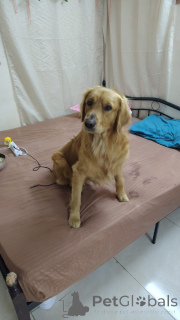 Photo №1. Mating service - breed: golden retriever. Price - negotiated