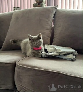 Photo №1. british shorthair - for sale in the city of Birlenbach | 361$ | Announcement № 177547