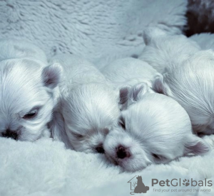 Photo №3. KC Korean Maltese puppies. United States