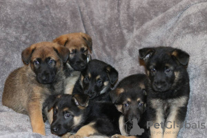 Photo №1. german shepherd - for sale in the city of Berlin | Is free | Announcement № 125086