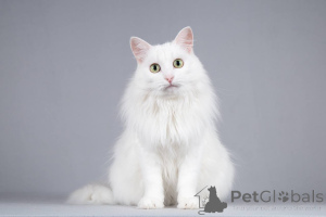 Photo №1. turkish angora - for sale in the city of Khimki | negotiated | Announcement № 164480