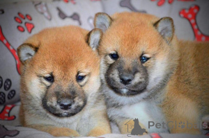 Photo №3. Shiba Inu puppies for sale. Serbia