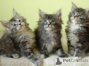 Photo №1. maine coon - for sale in the city of FOUNEX | 329$ | Announcement № 151637