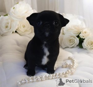 Photo №3. Black VIP pearl!. Ukraine