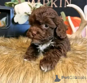 Photo №1. poodle (dwarf) - for sale in the city of Chicago | 500$ | Announcement № 138154