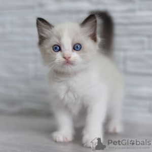 Photo №1. ragdoll - for sale in the city of Vilnius | negotiated | Announcement № 133999