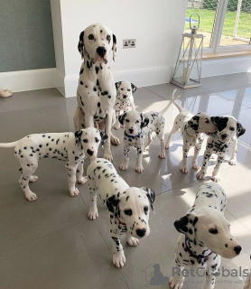 Photo №1. dalmatian dog - for sale in the city of Wyoming | 300$ | Announcement № 36303