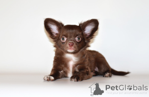 Photo №4. I will sell chihuahua in the city of Москва. from nursery, breeder - price - negotiated