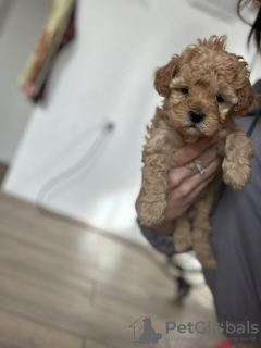 Additional photos: Miniature poodle puppies