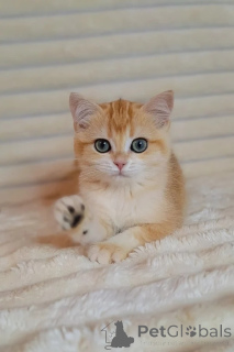 Photo №1. british shorthair - for sale in the city of London Borough of Hackney | negotiated | Announcement № 173853