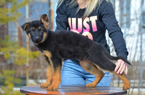 Photo №3. girl, German shepherd, with a full package of documents KSU, incomplete 2 months. Ukraine