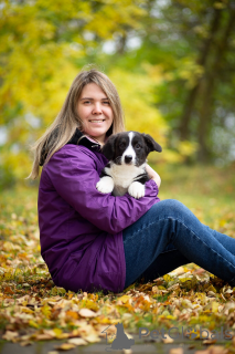 Photo №1. welsh corgi - for sale in the city of St. Petersburg | 501$ | Announcement № 155620