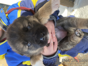 Photo №1. non-pedigree dogs - for sale in the city of Ryazan | 100$ | Announcement № 88699