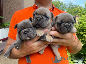 Photo №1. french bulldog - for sale in the city of Berlin | negotiated | Announcement № 166204