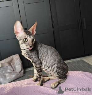 Photo №1. cornish rex - for sale in the city of Lübeck | 361$ | Announcement № 174773