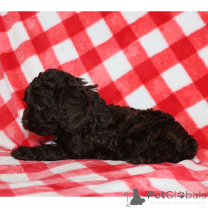 Photo №3. Cockapoo Male 7 weeks old Ready by Feb. 11. United Kingdom
