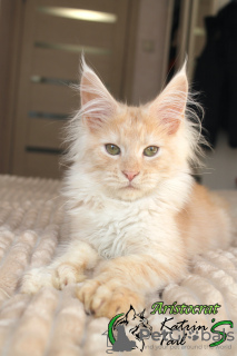 Photo №4. I will sell maine coon in the city of St. Petersburg. private announcement, from nursery, breeder - price - 651$