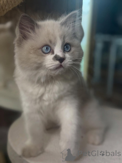 Photo №3. Dreamy eyes, gentle heart Luna is moonlight in kitten form.. Finland