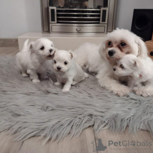 Photo №2 to announcement № 71210 for the sale of maltese dog - buy in Poland 