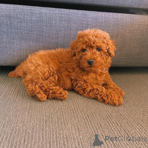 Photo №1. poodle (toy) - for sale in the city of Vestby | negotiated | Announcement № 168447
