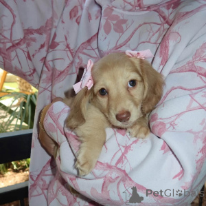 Photo №4. I will sell dachshund in the city of Aalborg. private announcement, breeder - price - 619$