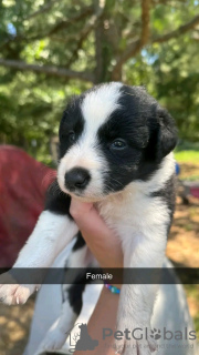 Additional photos: Border collie puppies