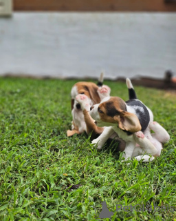 Additional photos: Beagle puppies looking for forever homes