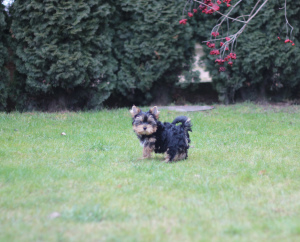 Photo №1. yorkshire terrier - for sale in the city of Minsk | 234$ | Announcement № 5143