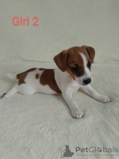 Photo №3. Jack Russell Terrier puppy for sale. Ukraine