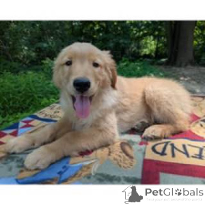 Photo №1. golden retriever - for sale in the city of Alice Springs | negotiated | Announcement № 144442
