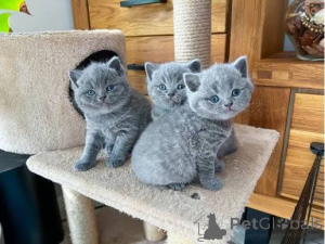 Photo №3. Great Personality Male And Female Russian Blue Kittens For Sale.. United Kingdom