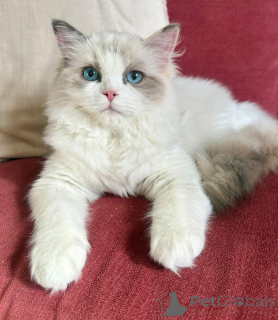 Photo №2 to announcement № 156419 for the sale of ragdoll - buy in Ireland breeder
