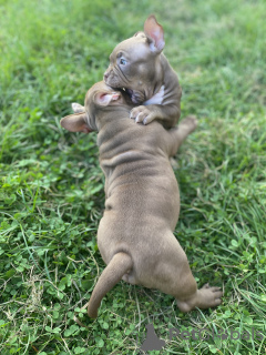 Additional photos: Pocket bully puppies males and females free to ask