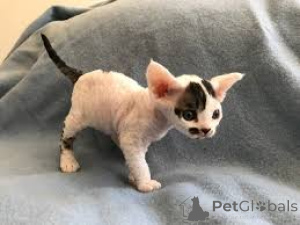 Photo №4. I will sell german rex in the city of Schwäbisch Gmünd.  - price - negotiated