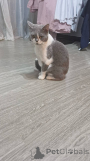 Photo №3. GCCF Blue & White British Shorthair Female 10 Months Vaccinated & Chipped. Belgium