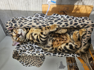 Photo №4. I will sell bengal cat in the city of Zagreb. breeder - price - 753$