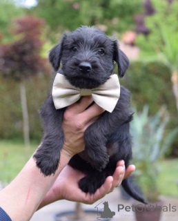 Photo №3. Medium -sized black schnauzer puppy. Serbia