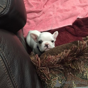 Photo №2 to announcement № 64566 for the sale of french bulldog - buy in Germany 