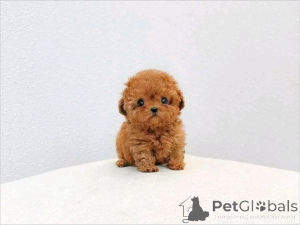 Photo №4. I will sell german shepherd in the city of Kyivets'. breeder - price - 250$