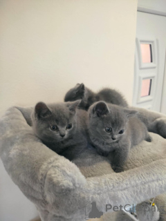 Photo №1. british shorthair - for sale in the city of Nitra | 329$ | Announcement № 145663