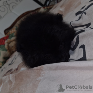 Additional photos: POMERANIAN PUPPIES (MINI/STANDARD)