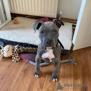 Photo №1. american staffordshire terrier - for sale in the city of Woltersdorf | 775$ | Announcement № 18839
