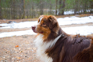 Additional photos: OFFERED FOR KNITTING A MALESTER OF AUSTRALIAN SHEPHERD DOG!