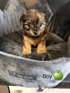 Photo №2 to announcement № 163986 for the sale of chow chow - buy in United States private announcement